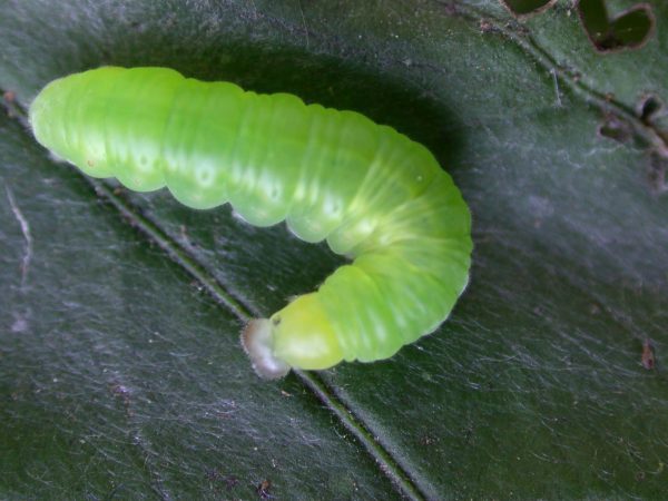 Godyris duillia 4th instar, KRW-59