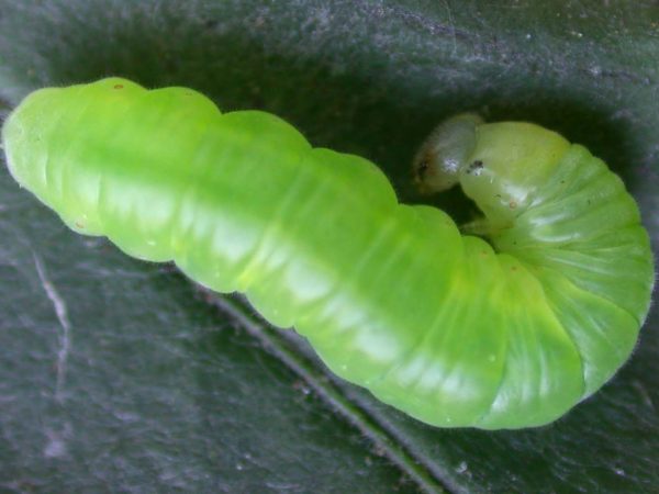 Godyris duillia 4th instar, KRW-59