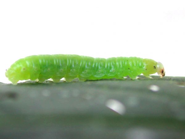 Godyris duillia 4th instar, KRW-59