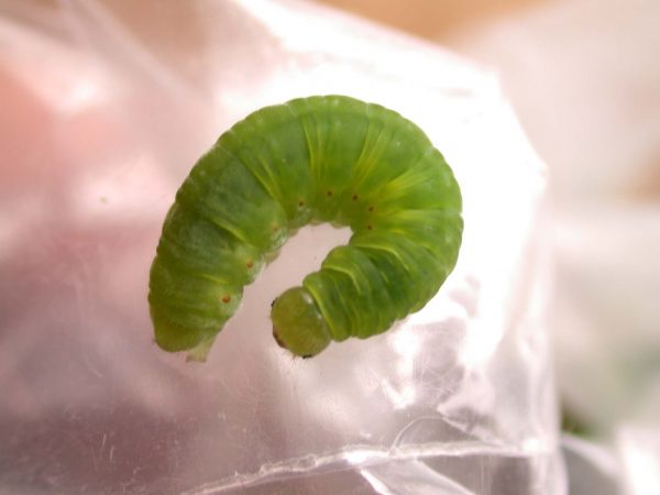 Godyris duillia 5th instar, KRW-198