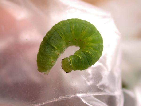 Godyris duillia 5th instar, KRW-198