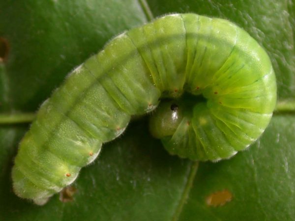 Godyris duillia 5th instar, KRW-198