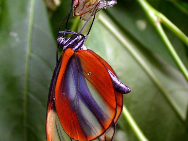 Godyris duillia adult, KRW-59