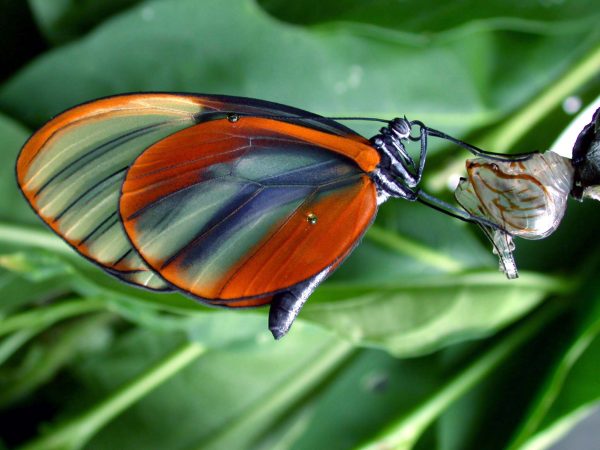 Godyris duillia adult, KRW-59