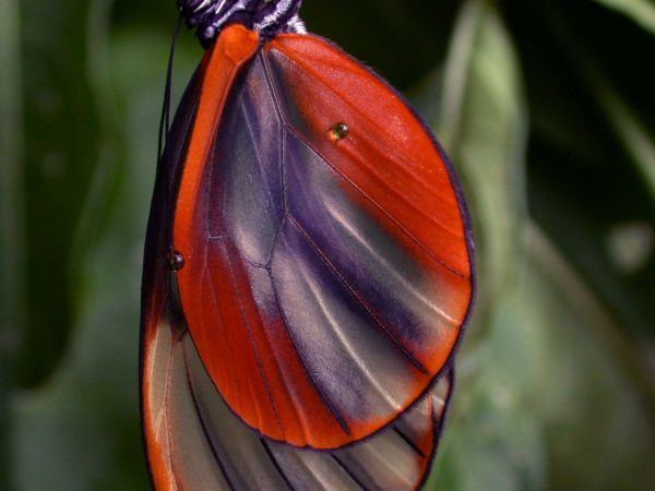 Godyris duillia adult, KRW-59