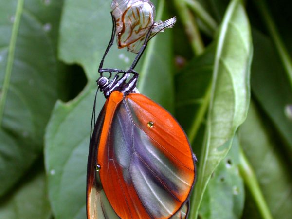 Godyris duillia adult, KRW-59