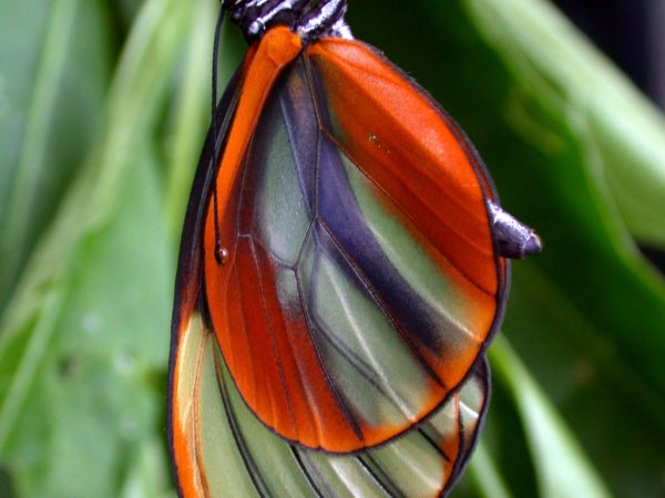 Godyris duillia adult, KRW-59