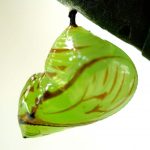 Godyris duillia pupa, KRW-59