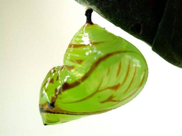 Godyris duillia pupa, KRW-59