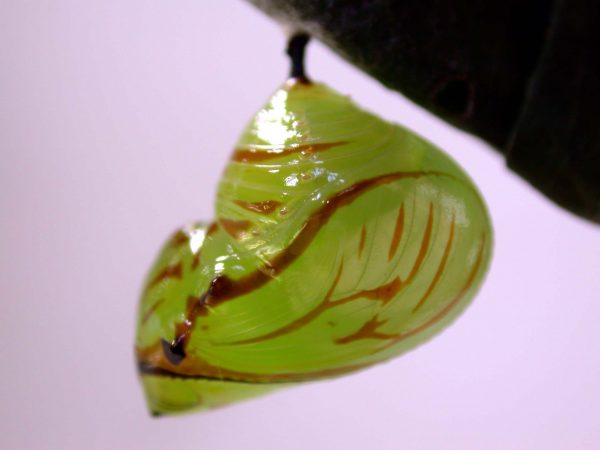 Godyris duillia pupa, KRW-59