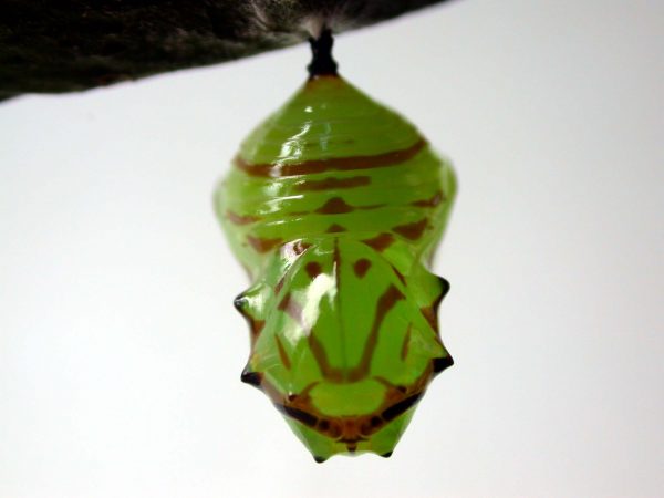 Godyris duillia pupa, KRW-59