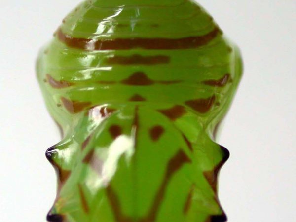 Godyris duillia pupa, KRW-59