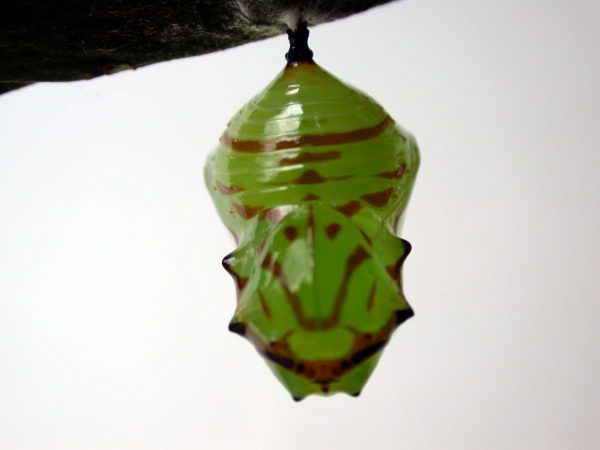 Godyris duillia pupa, KRW-59