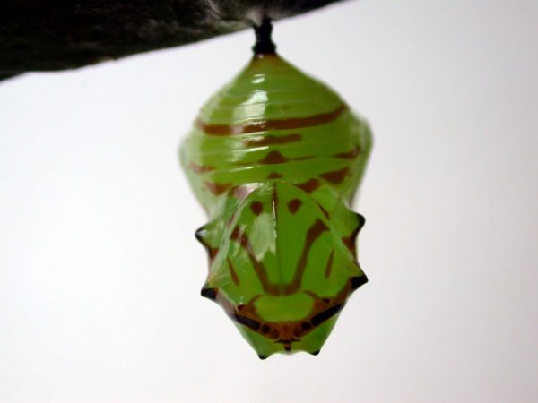 Godyris duillia pupa, KRW-59