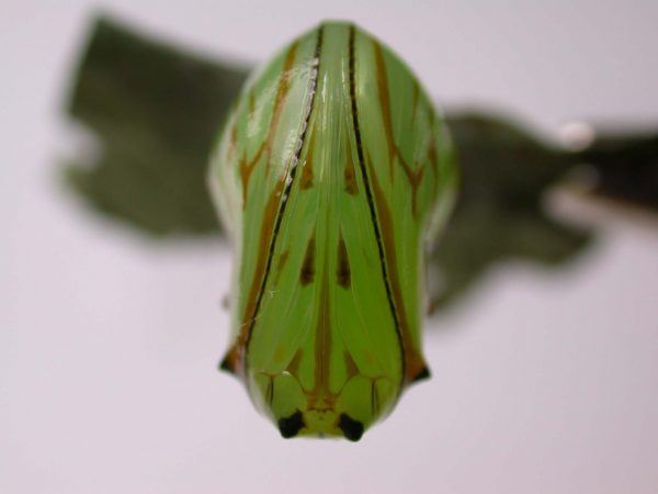 Godyris duillia pupa, KRW-59