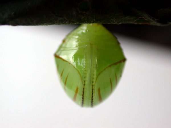 Godyris duillia pupa, KRW-59