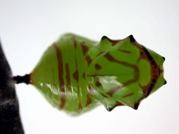 Godyris duillia pupa, KRW-59