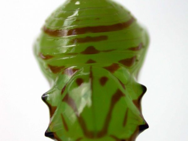 Godyris duillia pupa, KRW-59