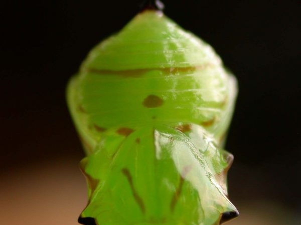 Godyris duillia pupa dorsal, KRW-198