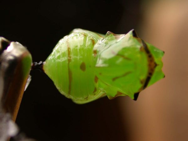 Godyris duillia pupa dorsal, KRW-198