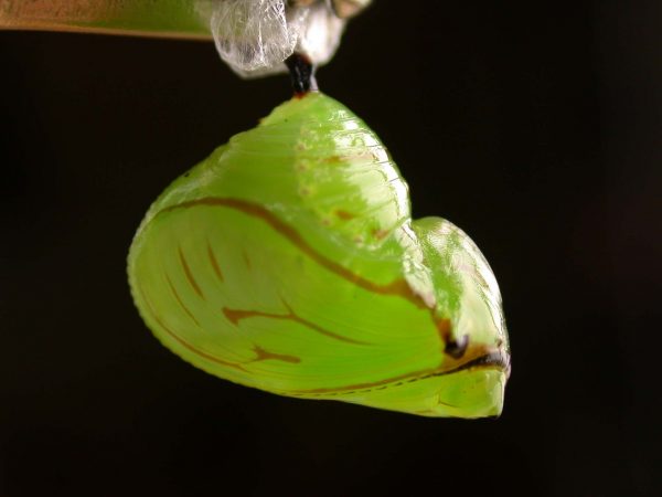Godyris duillia pupa lateral, KRW-198