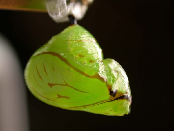Godyris duillia pupa lateral, KRW-198