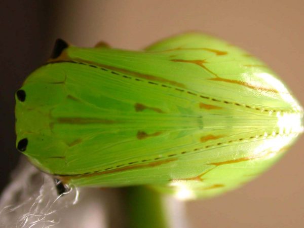 Godyris duillia pupa ventral, KRW-198