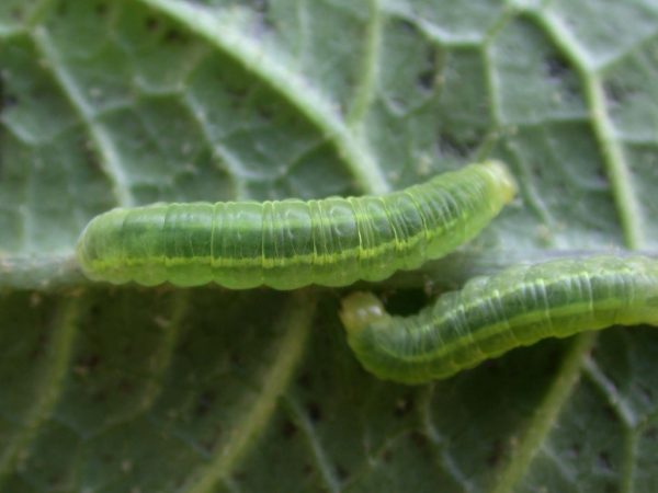 Godyris panthyale 4th instar, KRW-23