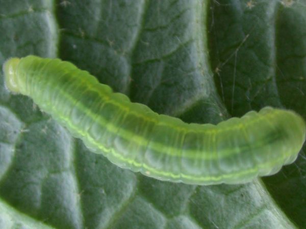 Godyris panthyale 4th instar, KRW-23