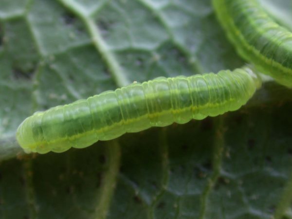 Godyris panthyale 4th instar, KRW-23