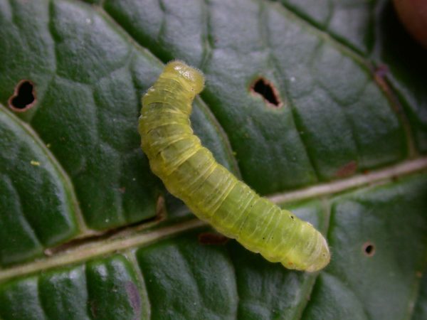 Godyris panthyale 5th instar, KRW-23