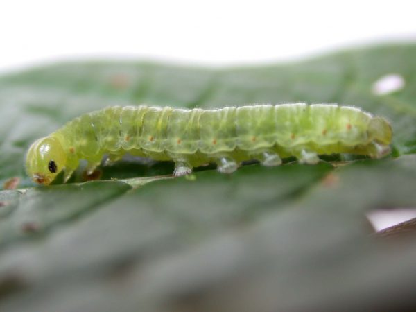 Godyris panthyale 5th instar, KRW-23