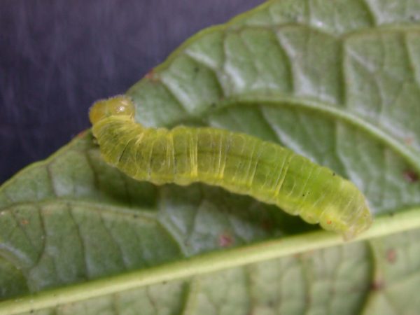 Godyris panthyale 5th instar, KRW-23