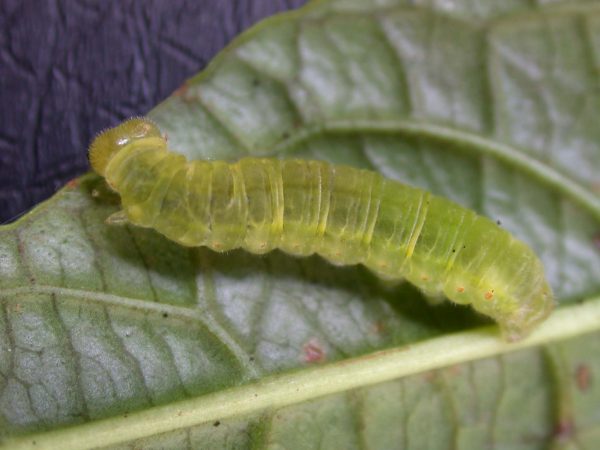 Godyris panthyale 5th instar, KRW-23