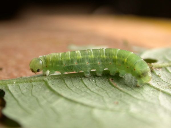 Godyris panthyale 5th instar, KRW-292