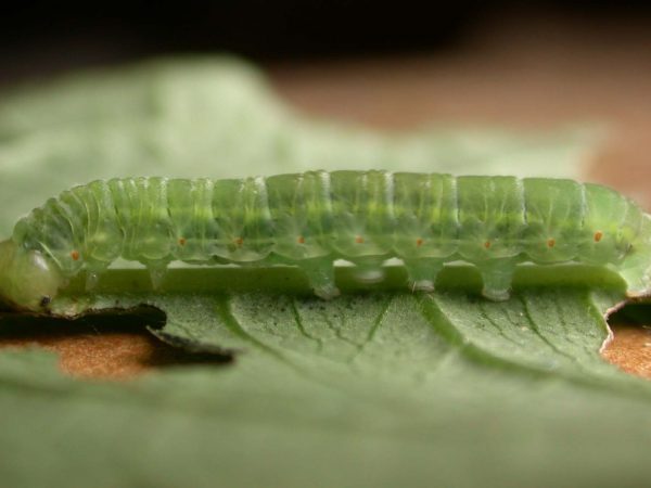 Godyris panthyale 5th instar, KRW-292