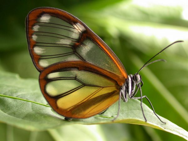 Godyris panthyale adult, KRW-23