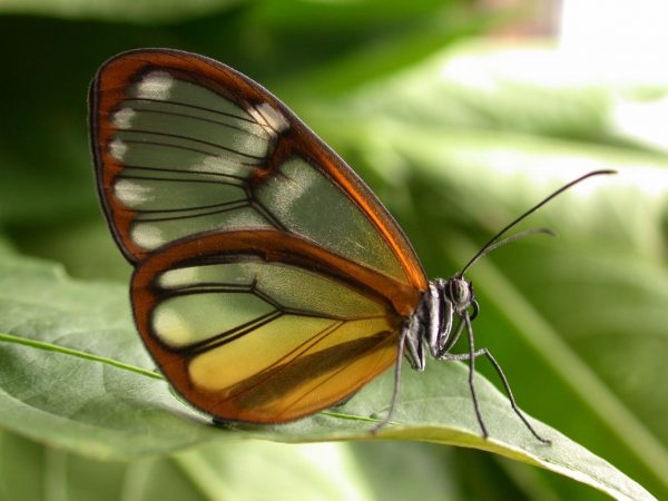 Godyris panthyale adult, KRW-23