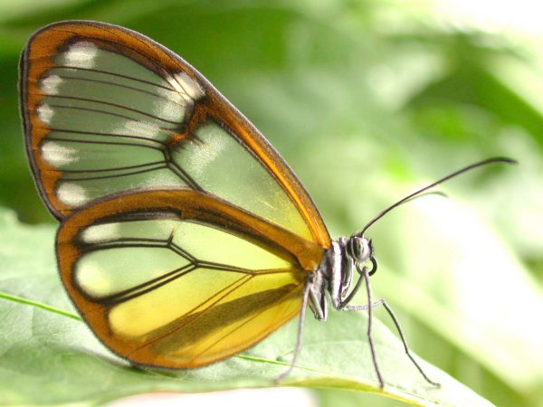 Godyris panthyale adult, KRW-23