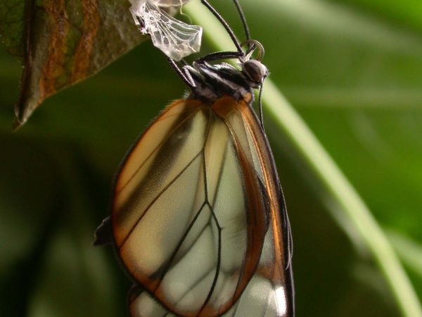 Godyris panthyale adult, KRW-23