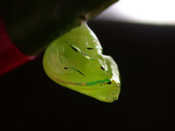 Godyris panthyale pupa, KRW-23