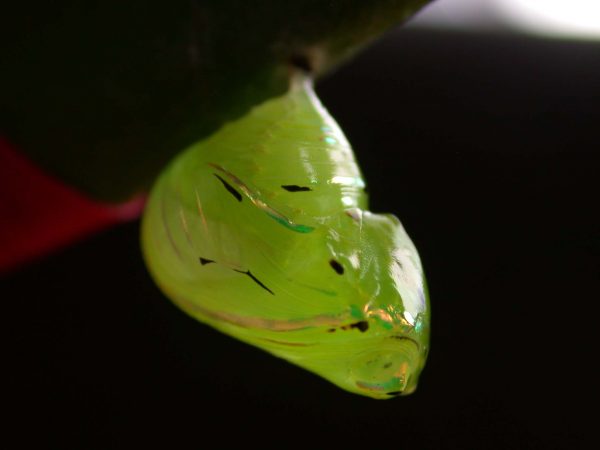 Godyris panthyale pupa, KRW-23