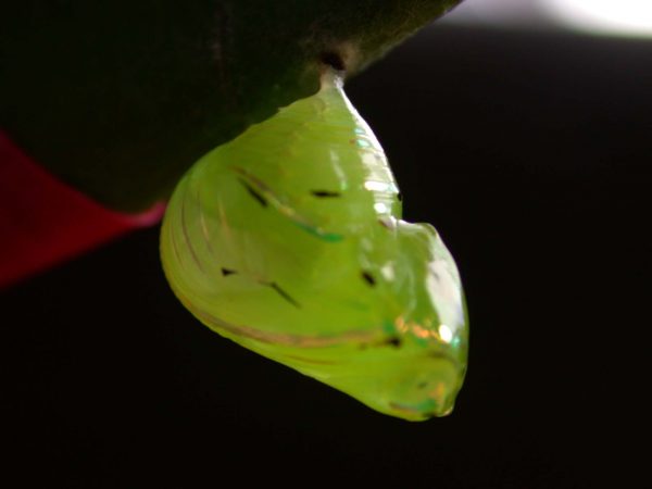 Godyris panthyale pupa, KRW-23