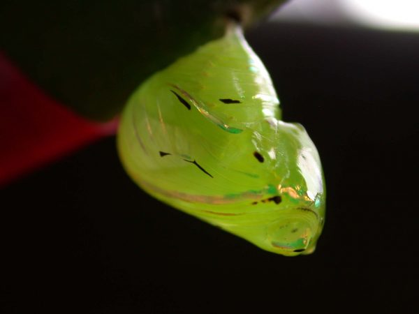 Godyris panthyale pupa, KRW-23