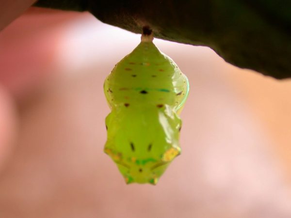 Godyris panthyale pupa, KRW-23