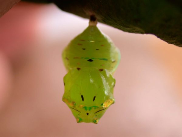 Godyris panthyale pupa, KRW-23