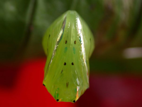 Godyris panthyale pupa, KRW-23