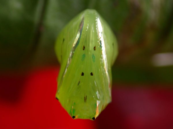 Godyris panthyale pupa, KRW-23