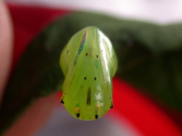 Godyris panthyale pupa, KRW-23