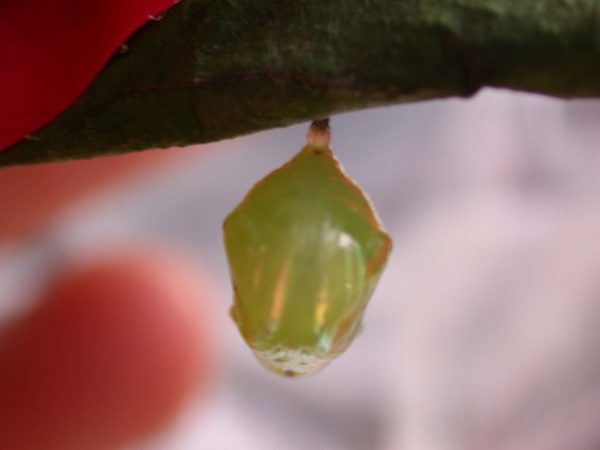 Godyris panthyale pupa, KRW-23